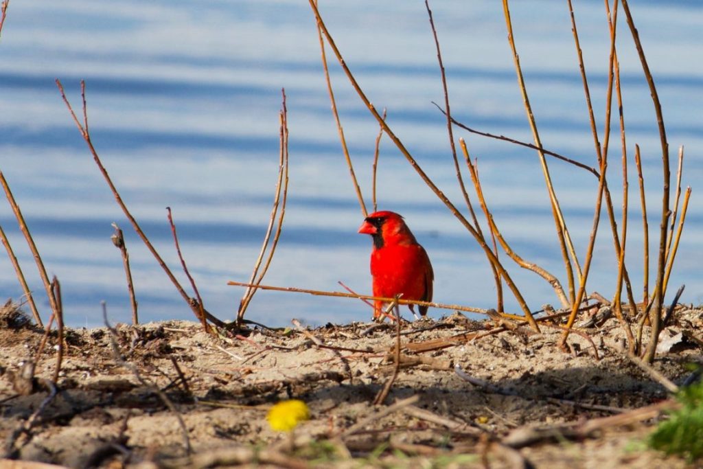 A photo of a Northern Cardinal standing in front of a lake