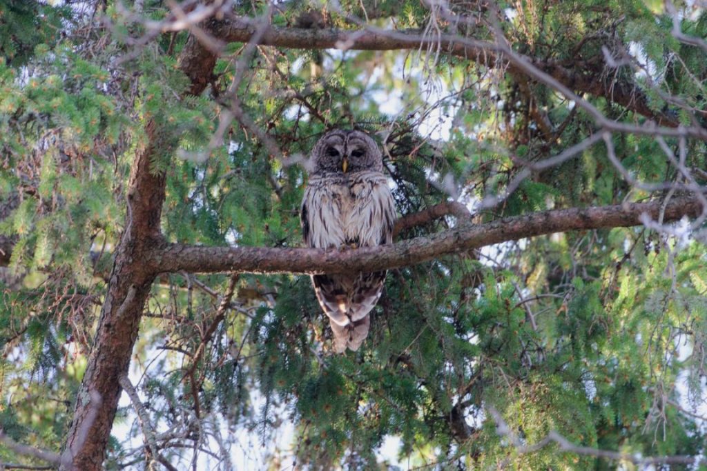 A photo of a Barrred Owl sitting in a pine tree