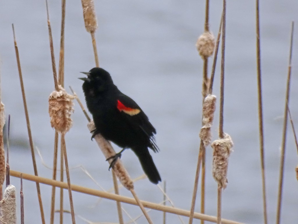 A photo of a Red-winged Blackbird singing in a marsh