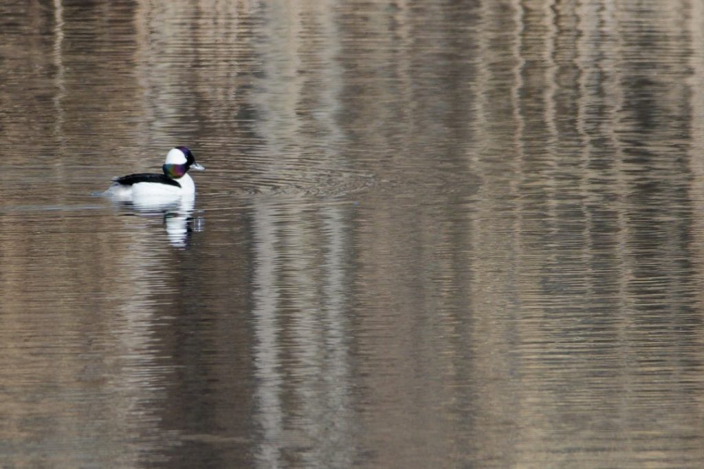 A photo of a Bufflehead swimming in a pond