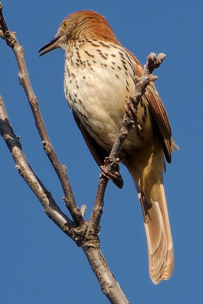 A photo of a Brown Thrasher singing from the top of a tree
