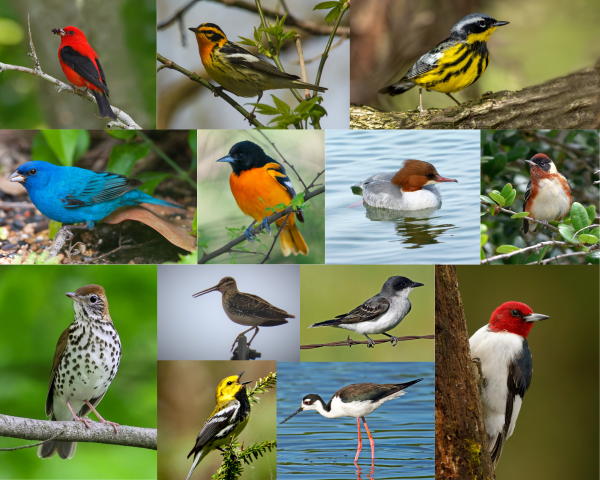 A collage of colorful bird species