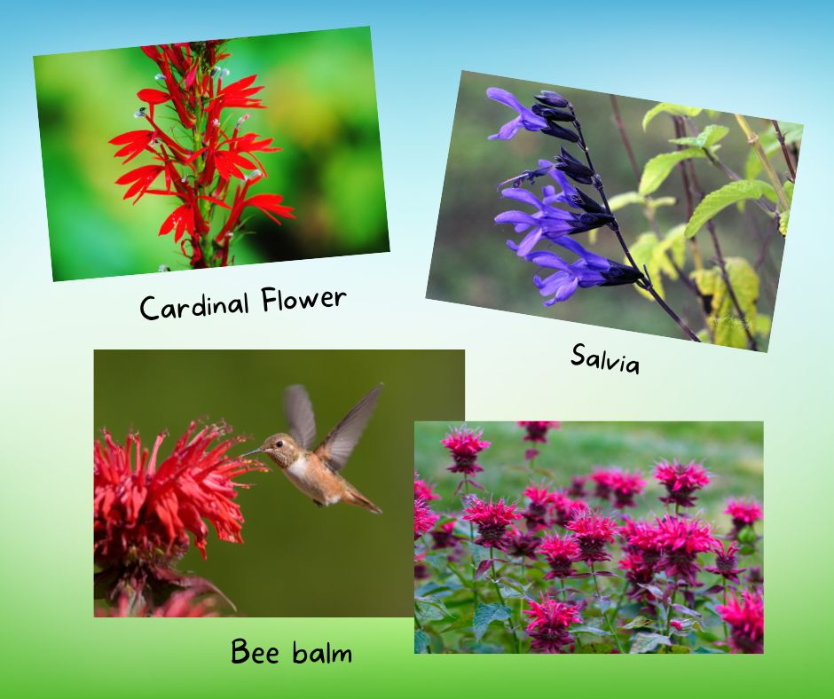 A graphic showing cardinal flower, salvia and bee balm blooms