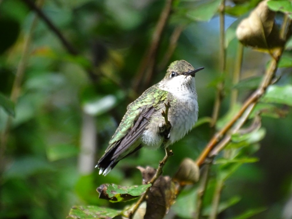 a photo of a female Ruby-throated Hummingbird perched on a shrub branch