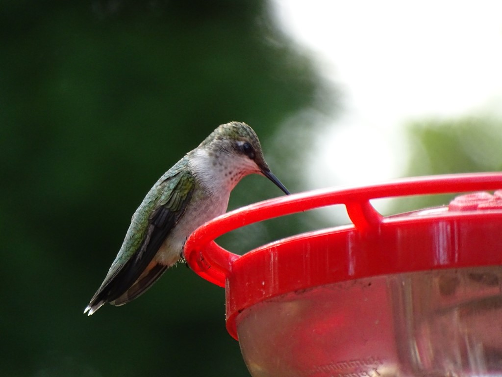 A photo of a Ruby-throated Hummingbird perched on a red nectar feeder