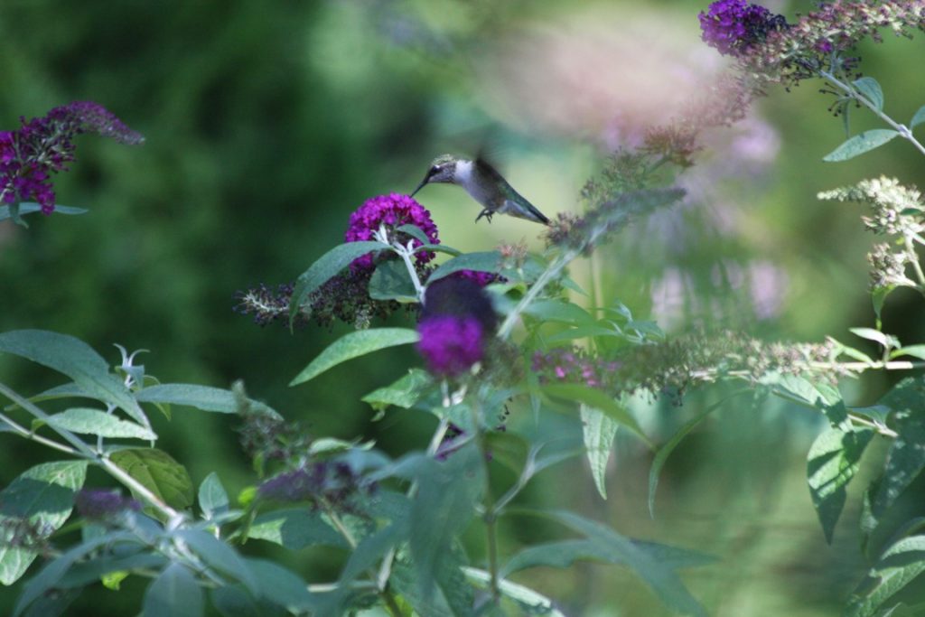 A photo of a Ruby-throated Hummingbird visiting a butterfly bush flower