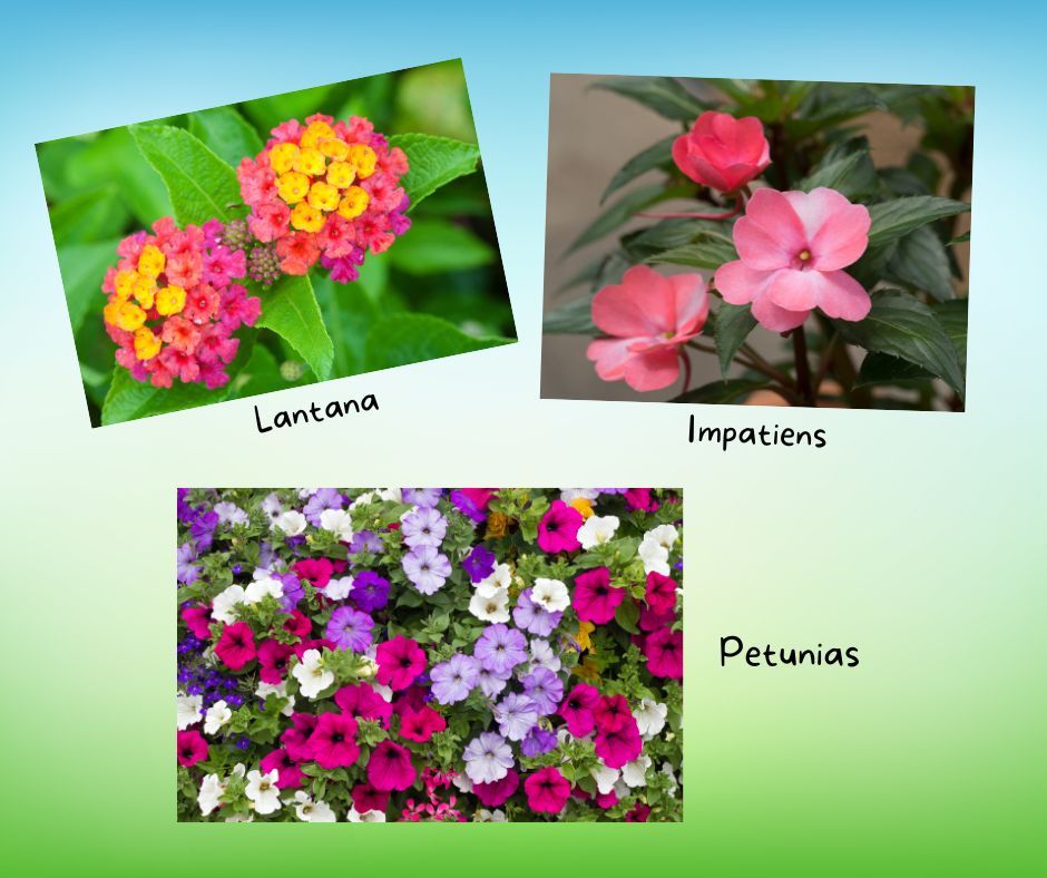 A graphic showing lantana, impatiens and petunia blooms