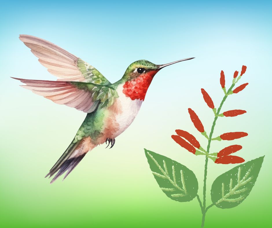 a graphic showing a hummingbird and a salvia flower