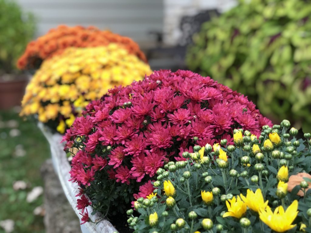 A photo of 4 different-colored mums in planters.