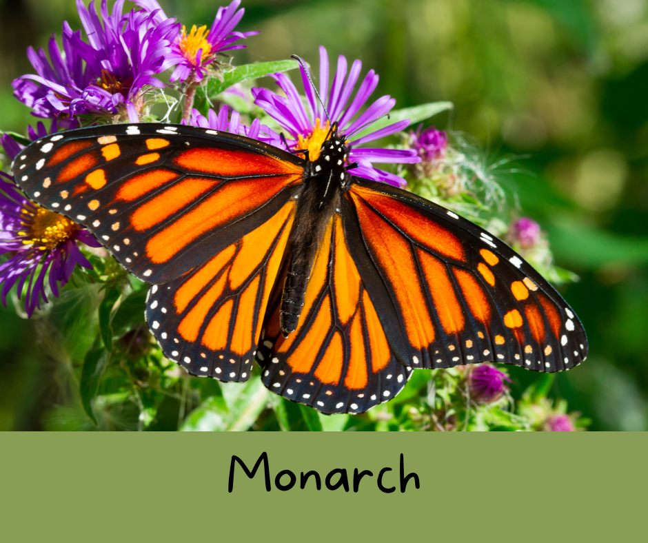 A photo of a Monarch butterfly on some asters.