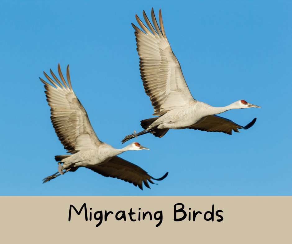 A photo of two Sandhill cranes flying.