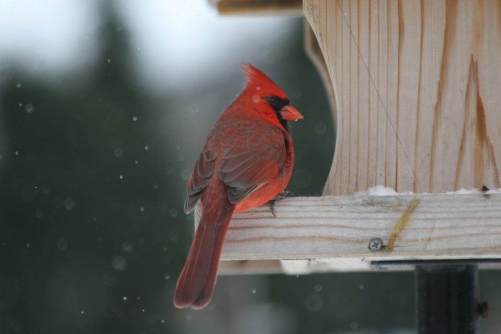 A photo of a Northern Cardinal perched on a hopper feeder