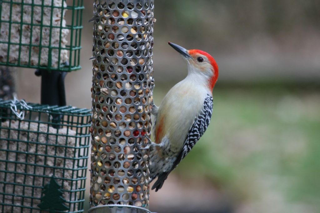 A photo of a Red-bellied Woodpecker hanging from a peanut feeder