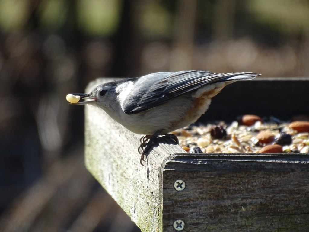 A photo of a White-breasted Nuthatch on a platform feeder