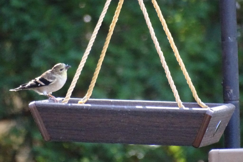 A photo of an American Goldfinch on a hanging platform feeder