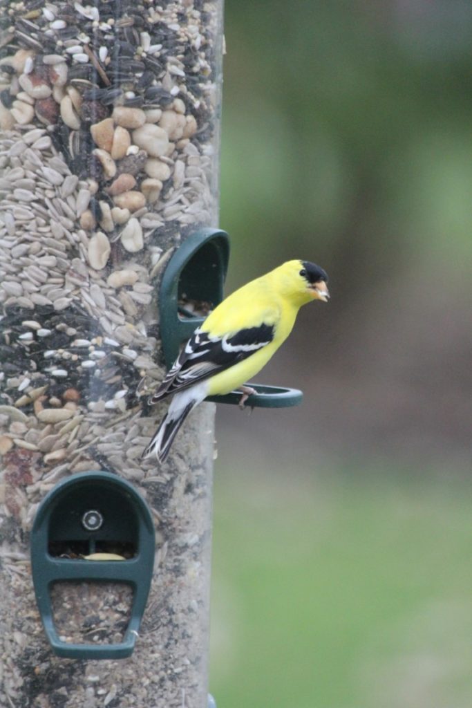 A photo of an American Goldfinch perched on a hanging tube feeder