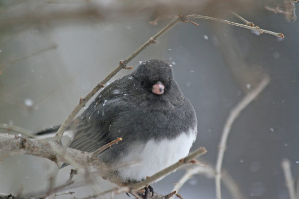 A photo of a Dark-eyed Junco perched in a shrub with snowflakes falling in the background