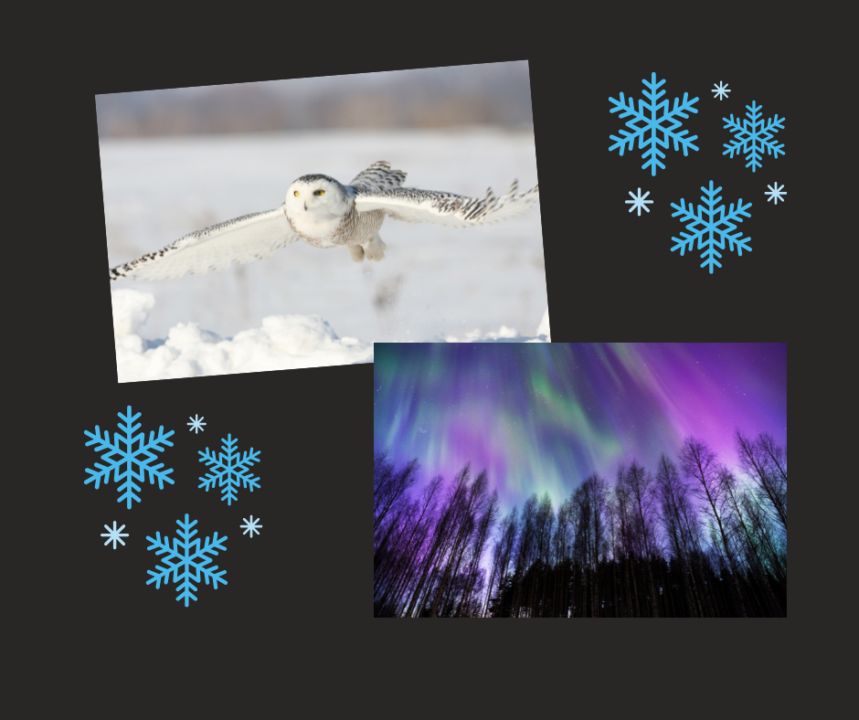 a graphic with a snowy owl flying and an aurora behind trees