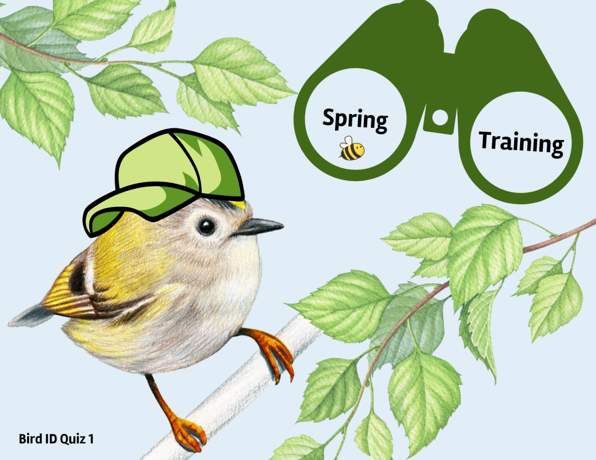 Spring Training Quiz 1
