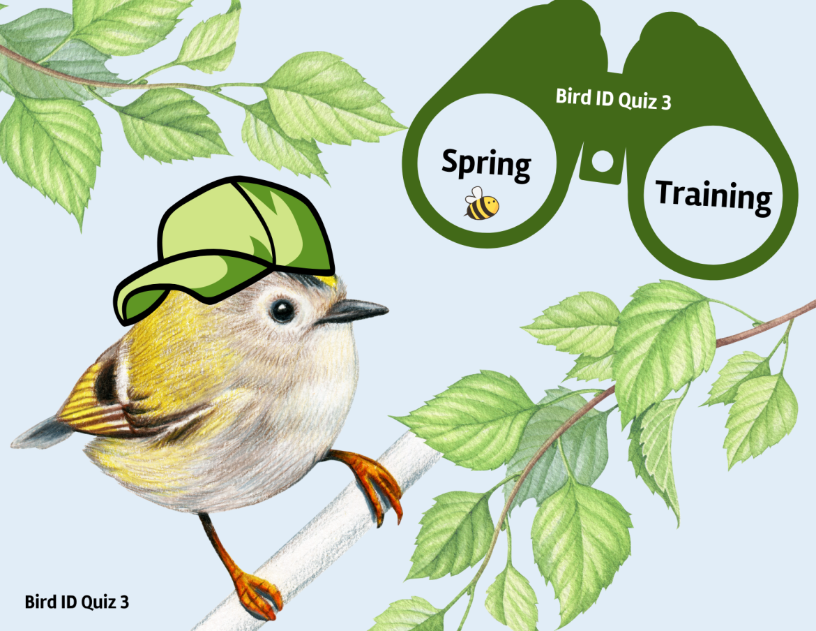 Bird ID Quiz 3